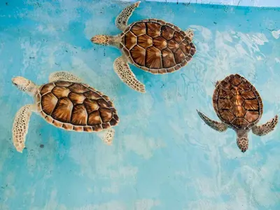 Sustainable Tourism Organization in Sri Lanka: Turtle Protection