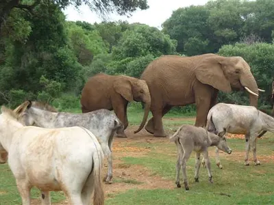 Elephants and donkeys sharing a field at a wildlife sanctuary in South Africa