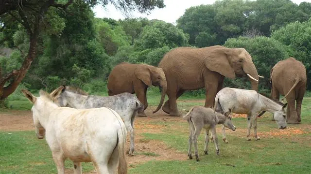Elephants and donkeys sharing a field at a wildlife sanctuary in South Africa