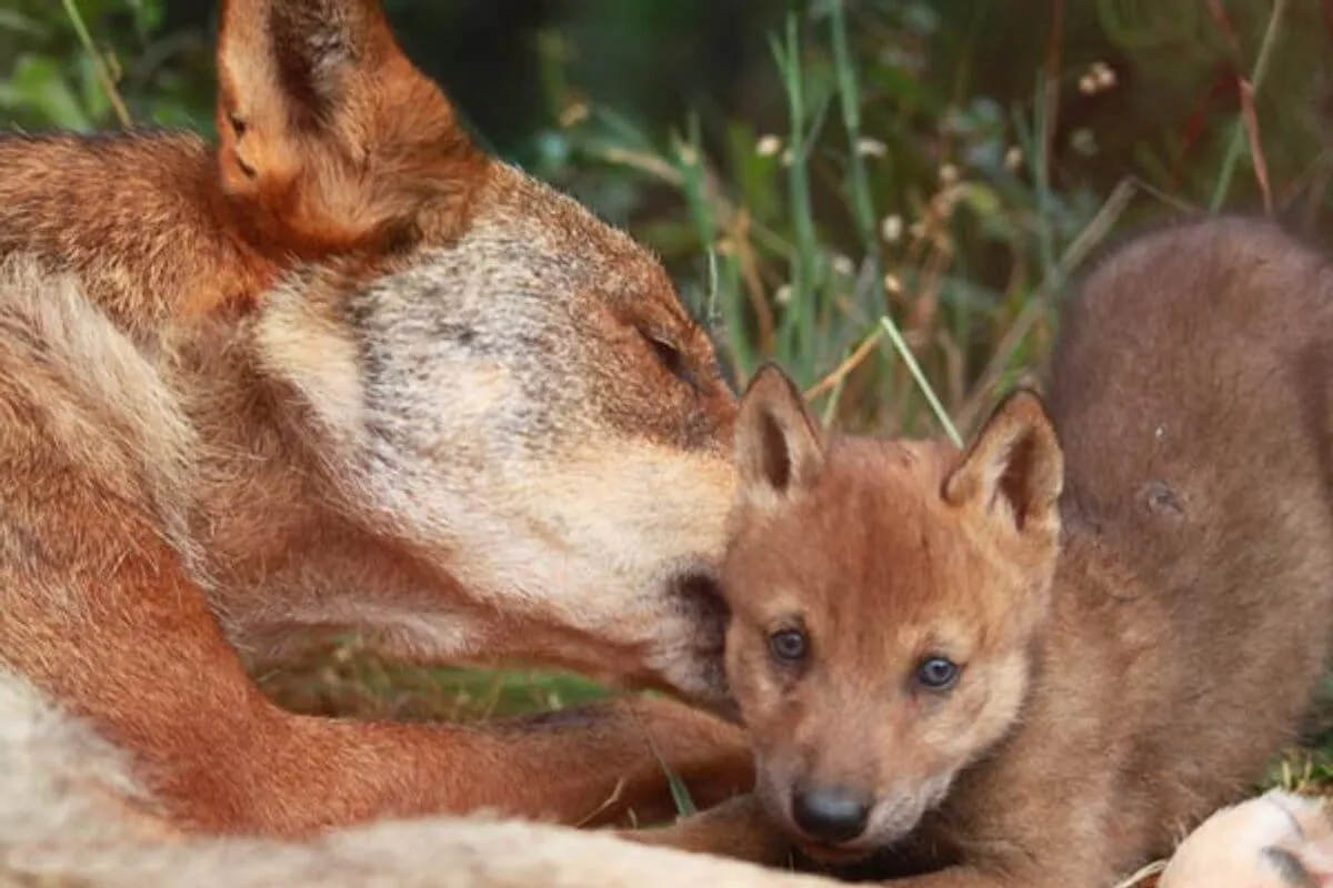 Iberian wolf protection project in Portugal, photo 5