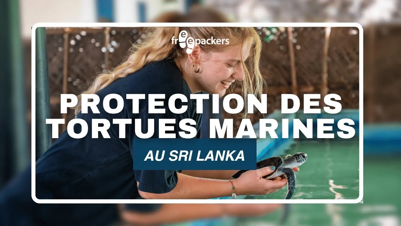 Volontariat Sri Lanka  : À la découverte du projet de conservation des tortues marines 🐢