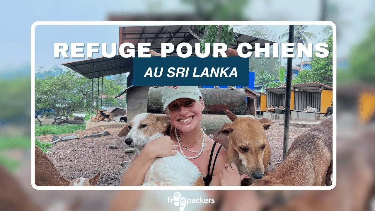 Refuge pour chiens au Sri Lanka : Présentation du refuge et missions des volontaires 🐶