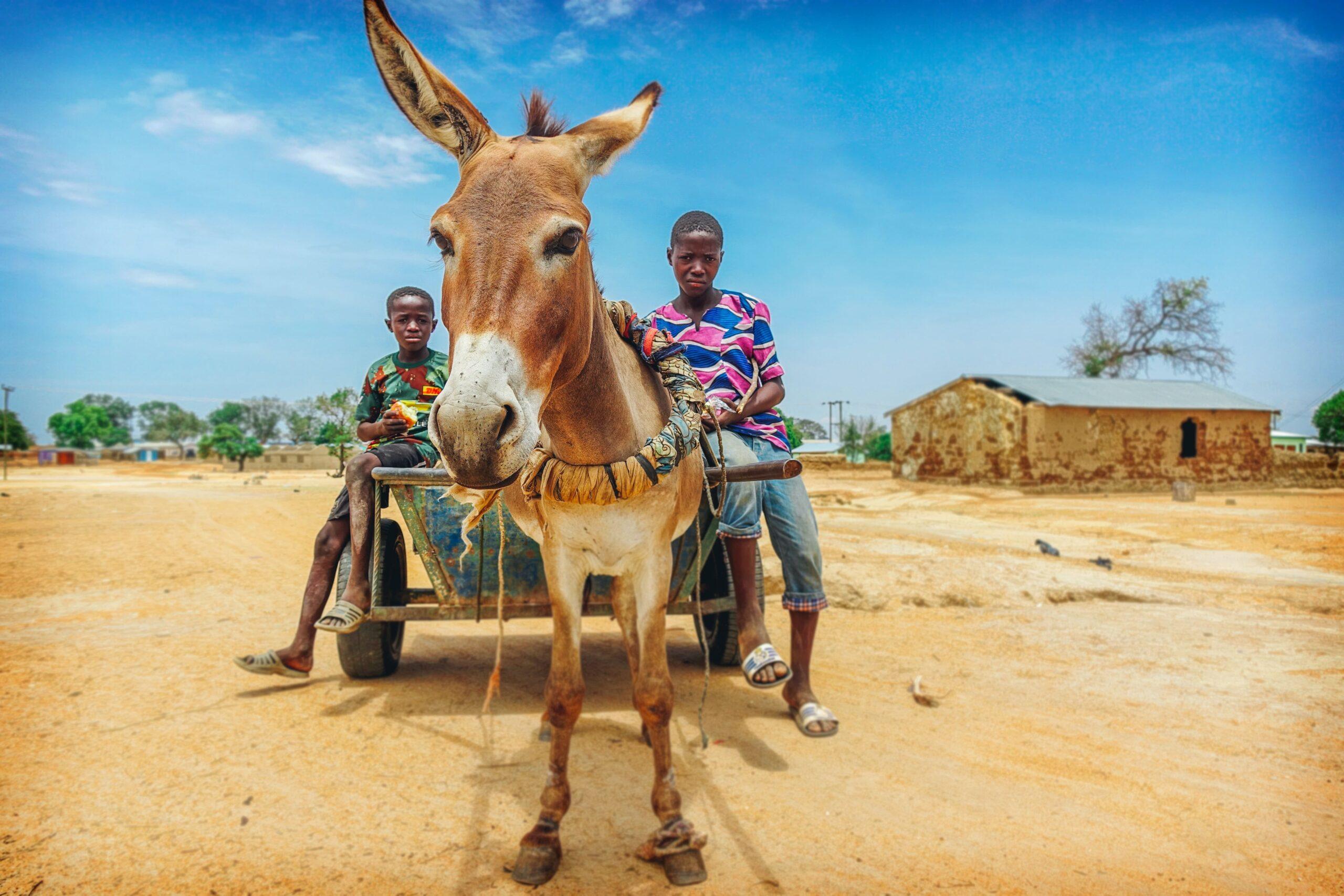 Écotourisme Afrique : projet dans une ferme au Kenya 