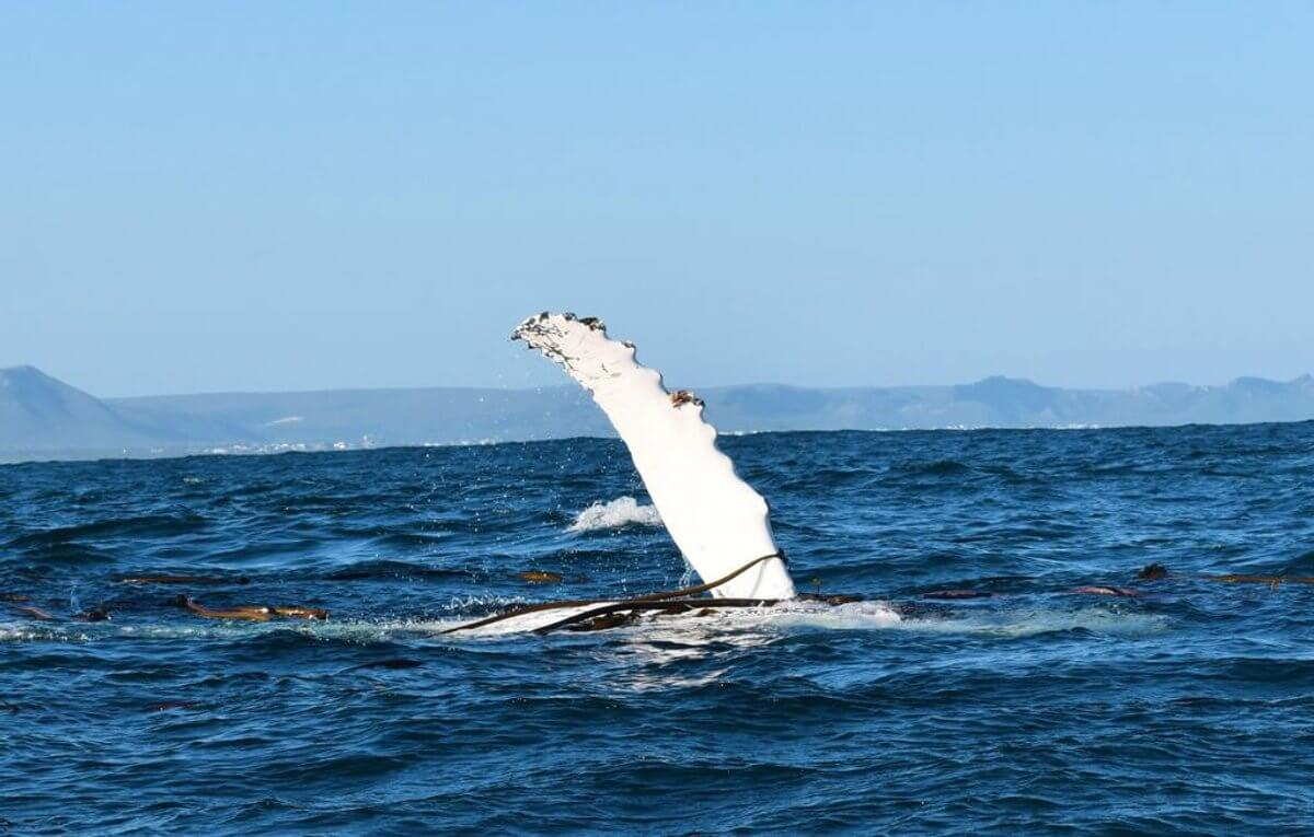 Tourisme durable Afrique du Sud : protection requins et baleines
