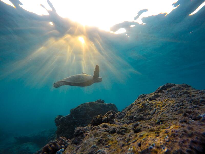 Marine Conservation Volunteer Project in Australia