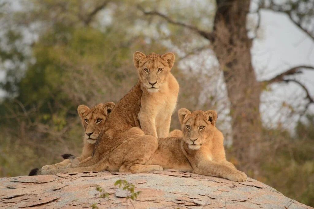 Protection des animaux sauvages en Afrique du Sud