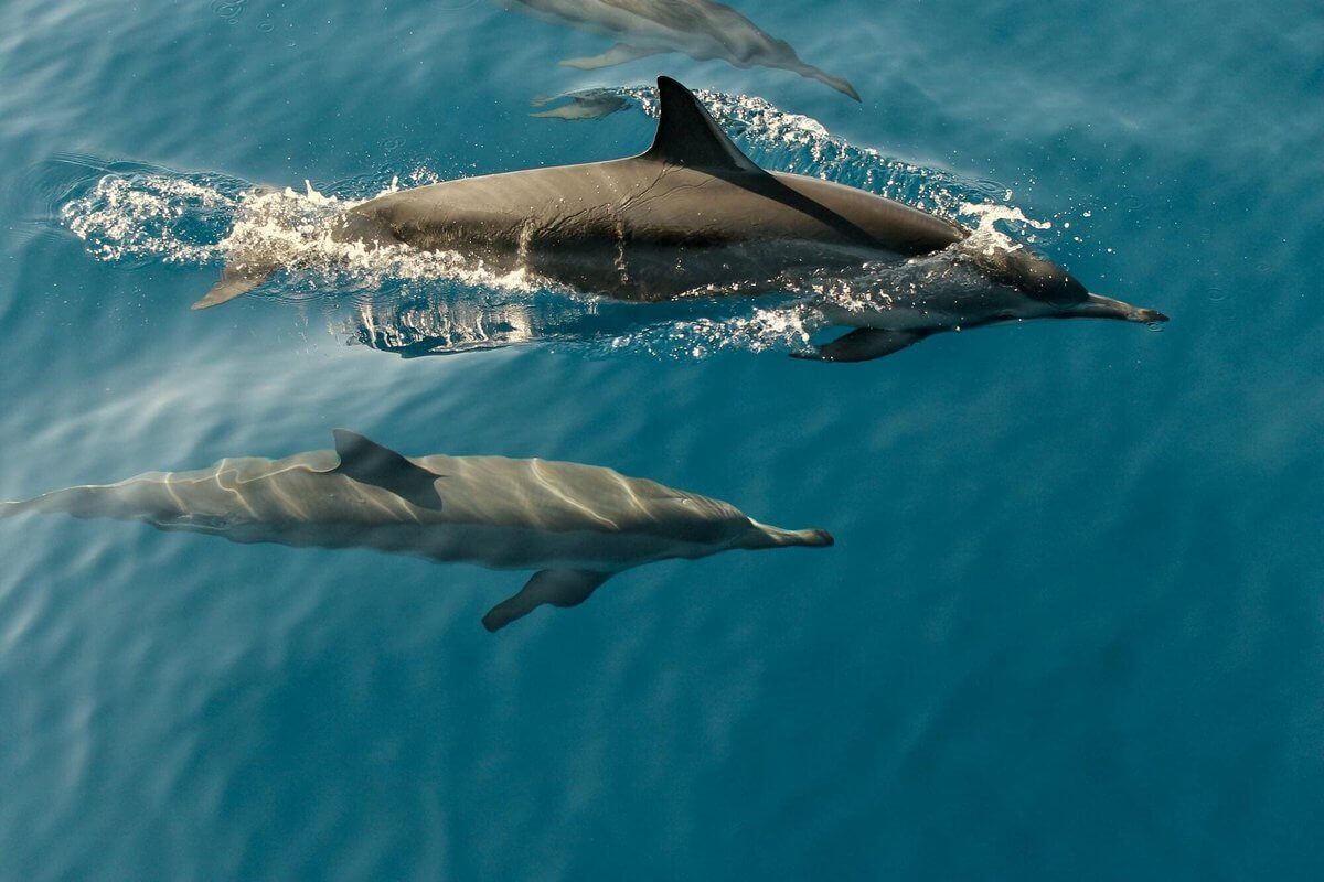 Sustainable tourism in Spain with whales and dolphins on Tenerife