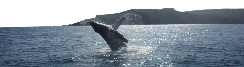 Protection de baleines en Équateur