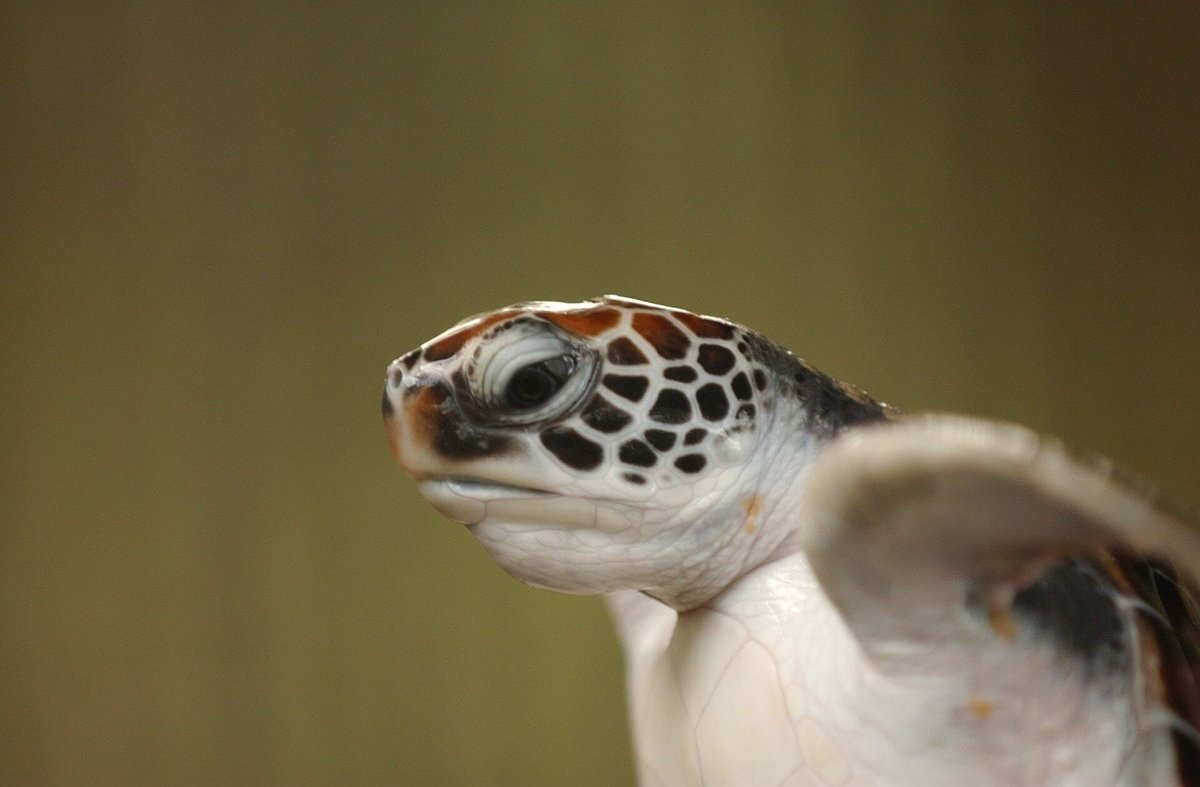 Voyage responsable auprès des tortues marines au Sri Lanka