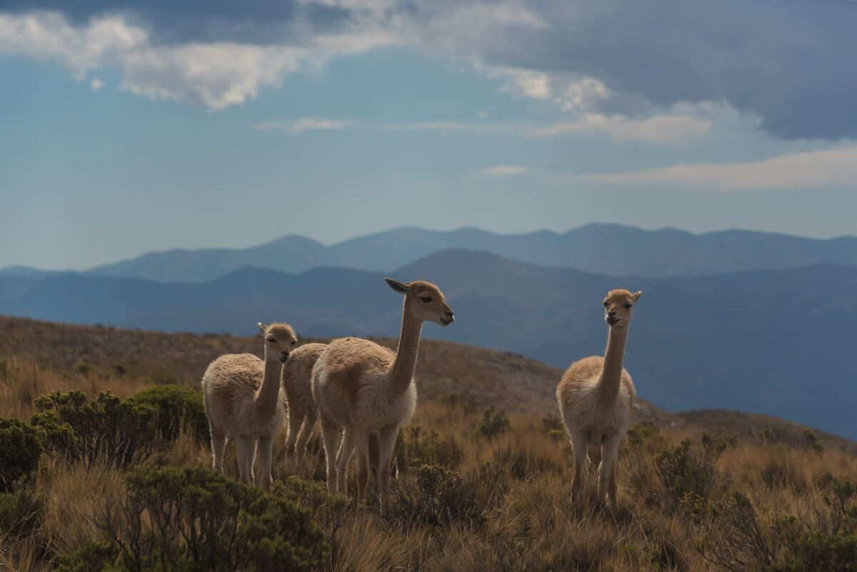 Volunteering with animals in Argentina, an eco-friendly tourist destination.