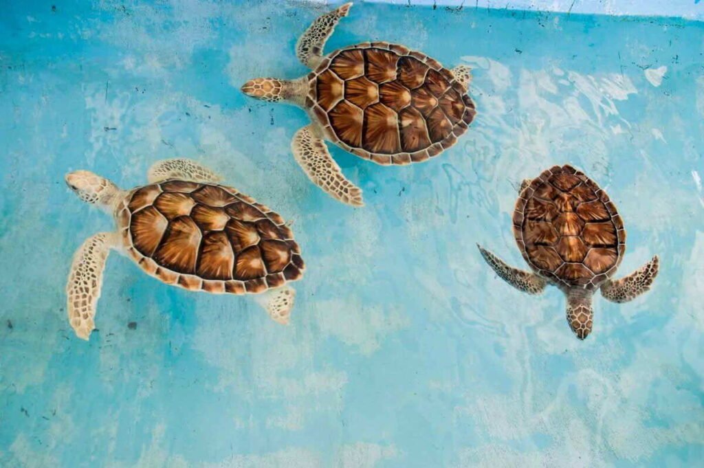 Protection des tortues marines Tourisme durable