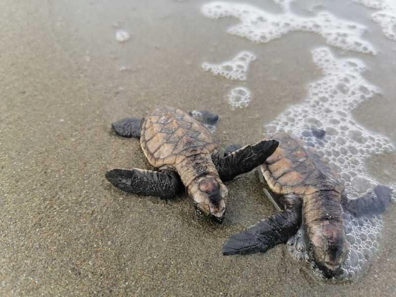 tortues plage équateur