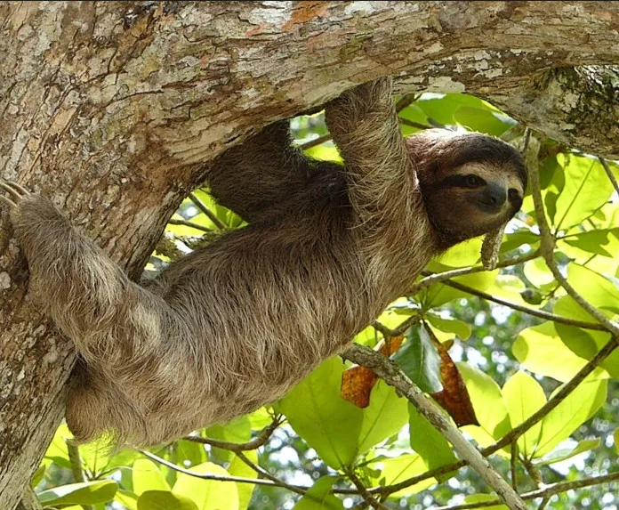 Peru-sloth