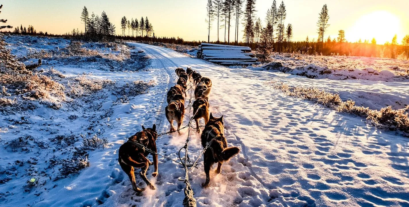 Projet volontariat avec des husky en Suède