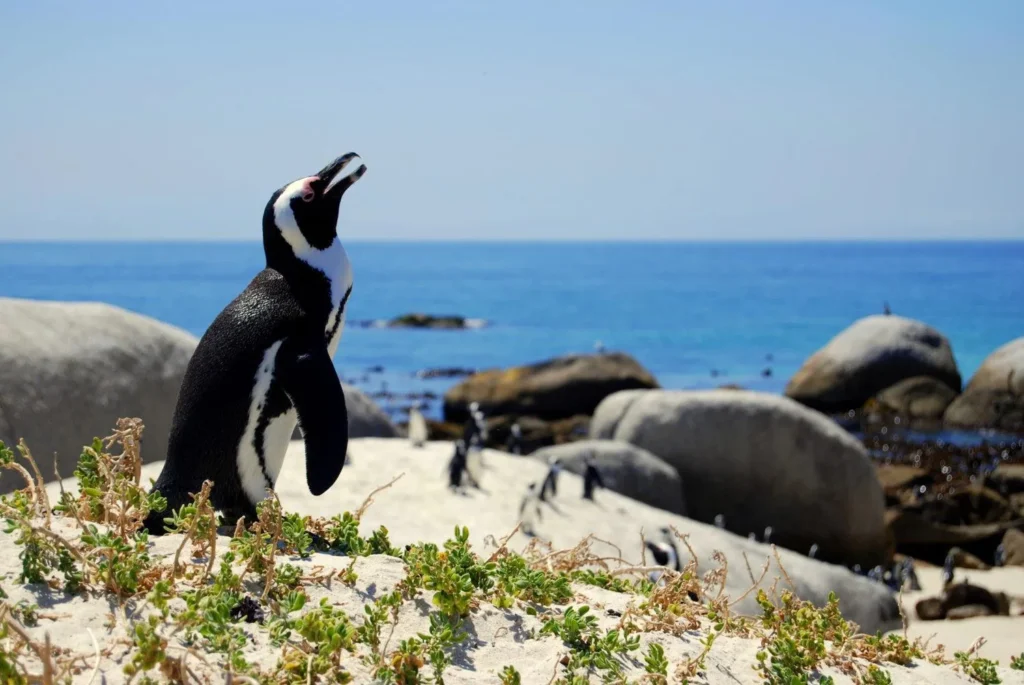 road trip afrique du sud