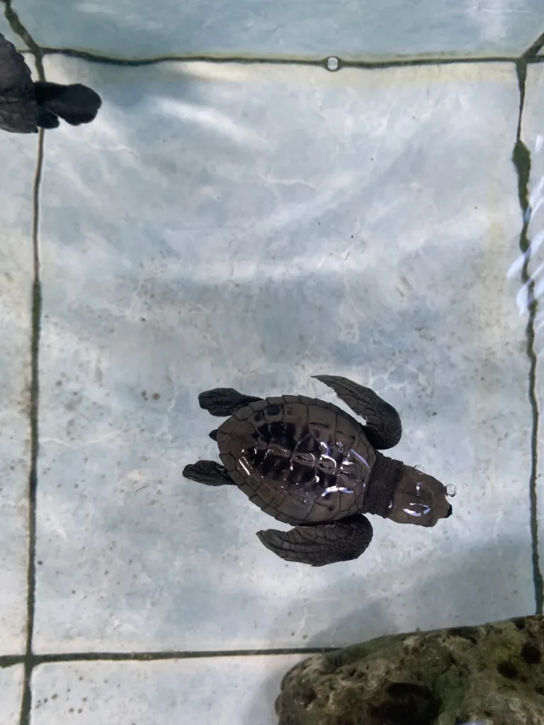 Une jeune tortue nage dans un bassin du centre.